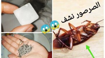 الصراصير