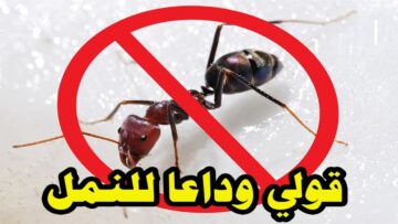 خلاص بقي من غير مبيد .. طريقة طرد النمل المزعج من المنزل بمواد طبيعية من منزلك مش هتلاقي نمل تاني
