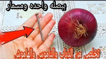 بصلة ومسمار للتخلص من الحشرات وصفة مش هتيجي على بالك