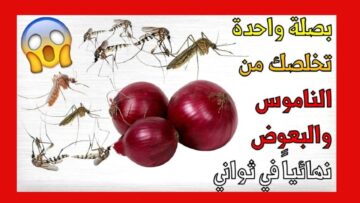 بصلة ومسمار للتخلص من النمل والصراصير فعلاً السر السحري للتخلص من حشرات بيتك
