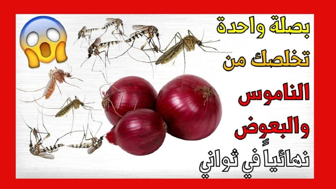 بصلة ومسمار للتخلص من النمل والصراصير فعلاً السر السحري للتخلص من حشرات بيتك 5 بصلة ومسمار للتخلص من النمل والصراصير فعلاً السر السحري للتخلص من حشرات بيتك