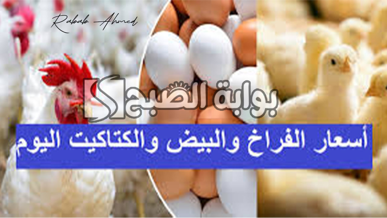 “إنخفاض ملحوظ”.. أسعار بورصة الدواجن اليوم الفراخ البيضاء الأحد 23 يونيو 2024