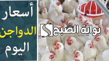 “أسعار الفراخ والبيض”.. بورصة الدواجن اليوم الفراخ البيضاء اليوم الجمعة 28 يونيو 2024