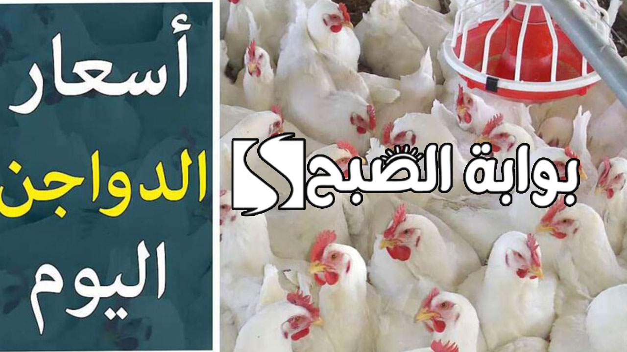 “أسعار الفراخ والبيض”.. بورصة الدواجن اليوم الفراخ البيضاء اليوم الجمعة 28 يونيو 2024