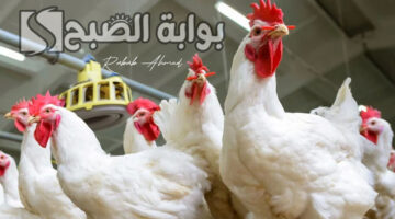 بورصة الدواجن اليوم الفراخ البيضاء