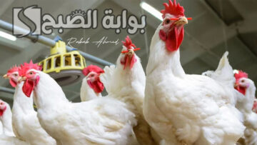 “استقرار ملموس”.. بورصة الدواجن اليوم الفراخ البيضاء الجمعة 21 يونيو 2024