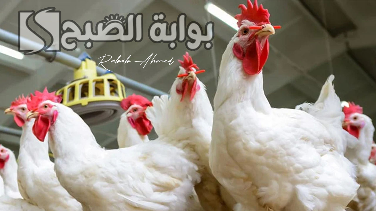 "استقرار ملموس".. بورصة الدواجن اليوم الفراخ البيضاء الجمعة 21 يونيو 2024 2 “استقرار ملموس”.. بورصة الدواجن اليوم الفراخ البيضاء الجمعة 21 يونيو 2024