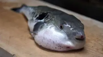 خبراء يحذروا من 8 أسماك سامة ظهرت مؤخرًا بالسوق