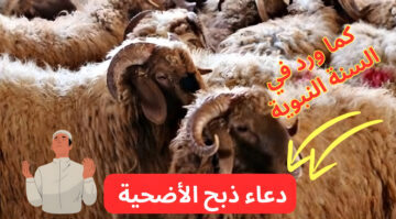 “إن صلاتي ونسكي ومحياي ومماتي لله”.. “الإفتاء” توضح دعاء ذبح الأضحية كما ورد في السنة