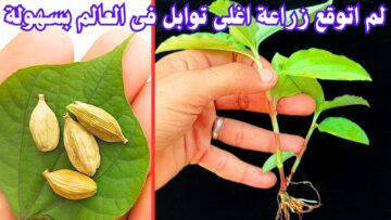 مش هتشتري من برة تاني.. طريقة زراعة الحبهان في البيت من البذور بكل احترافية وبأقل التكاليف