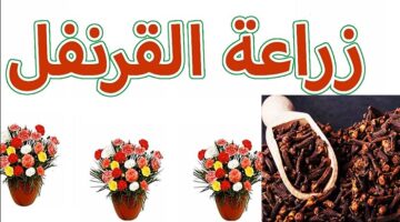 زراعة القرنفل في المنزل