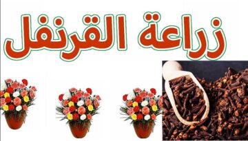 زراعة القرنفل في البيت بالبلكون الطبيعي للحصول علي كمية كبيرة بنكهة قوية وبدون تكاليف