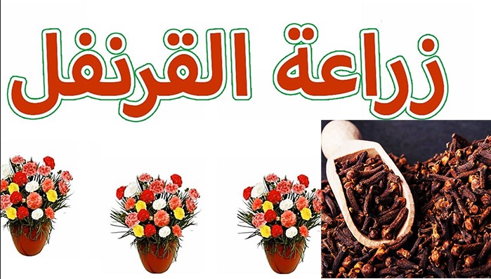 زراعة القرنفل في البيت بالبلكون الطبيعي للحصول علي كمية كبيرة بنكهة قوية وبدون تكاليف 5 زراعة القرنفل في البيت بالبلكون الطبيعي للحصول علي كمية كبيرة بنكهة قوية وبدون تكاليف