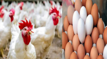 سعر االفراخ اليوم بالمزرعة والمستهلك