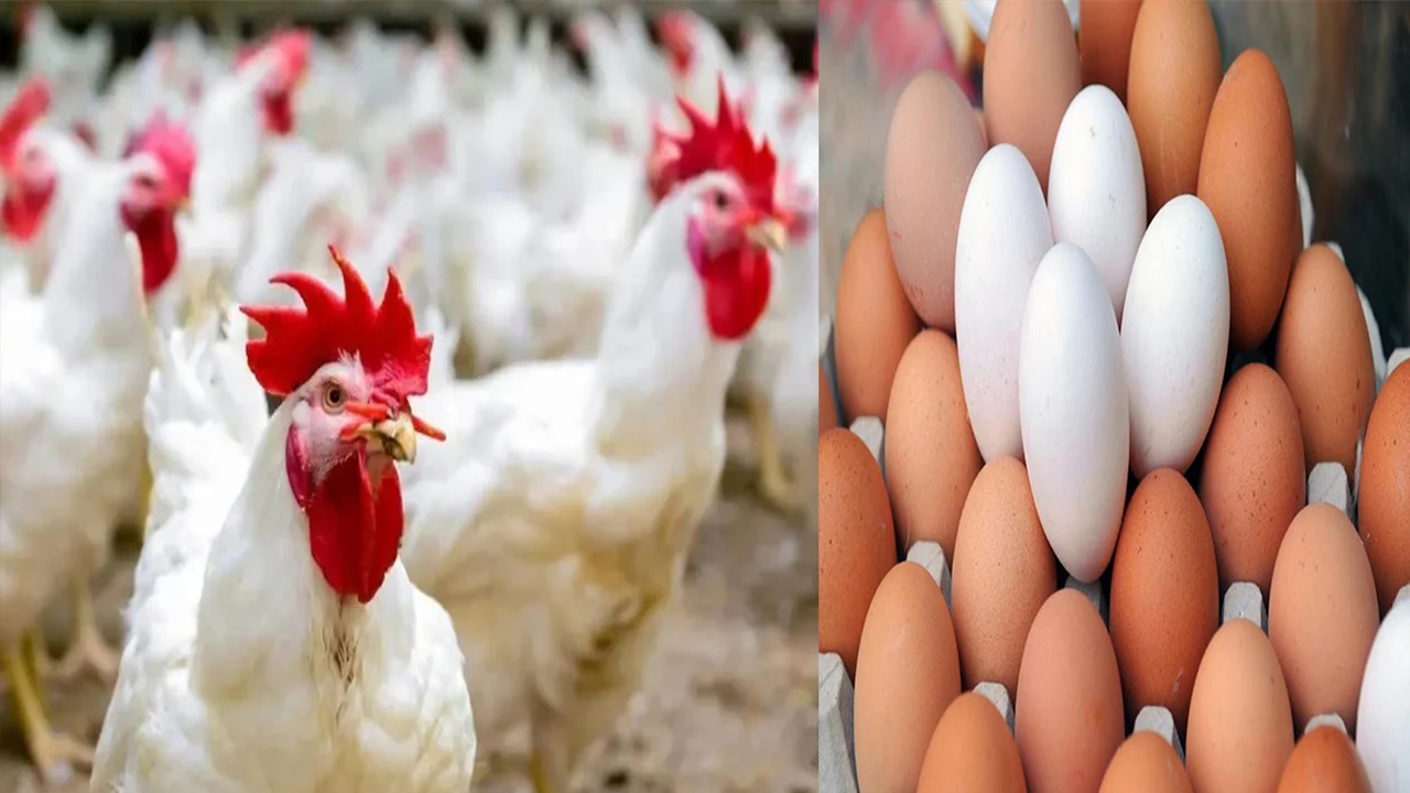 بكام البانية النهاردة.. سعر الفراخ اليوم الإثنين 10 يونيو 2024 وتسجل الدواجن البيضاء 92 بالمزرعة 5 بكام البانية النهاردة.. سعر الفراخ اليوم الإثنين 10 يونيو 2024 وتسجل الدواجن البيضاء 92 بالمزرعة