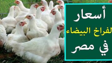 سعر الدواجن والبيض بكام انهارده..سعر الفراخ البيضاء في بورصة الدواجن اليوم الأربعاء 5 يونيو 2024
