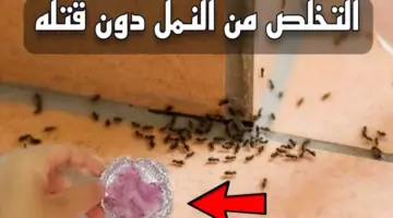 طرد النمل والحشرات