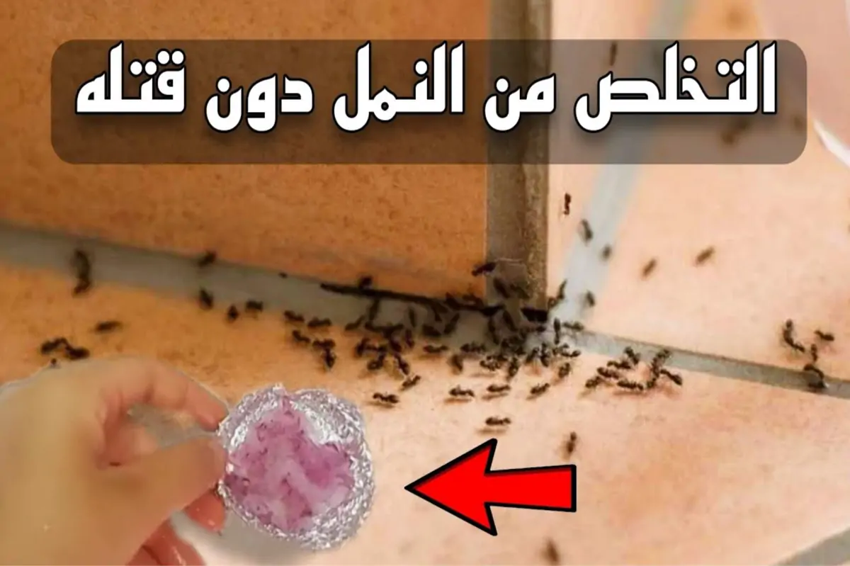 مش هتشوفيه تاني.. طرد النمل وحشرات الصيف من المنزل بكل سهوله بدون استخدام المواد الضارة
