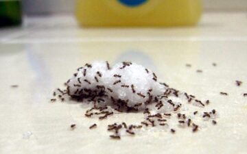 طرق التخلص من النمل نهائياً في المنزل بدون استخدام مبيدات حشرية