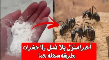 طريقة التخلص من النمل في البيت e1718389231766