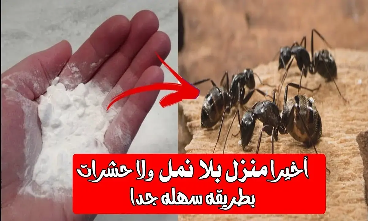 هتهرب من بيتك ومش هتشوفيها تانى... طريقة التخلص من النمل في البيت بدون مبيدات 5 هتهرب من بيتك ومش هتشوفيها تانى… طريقة التخلص من النمل في البيت بدون مبيدات