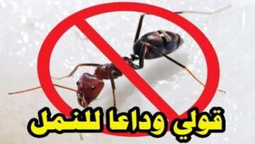 الحل هنا.. طريقة التخلص من النمل في الصيف من غير رجعة وودعي اللدغات