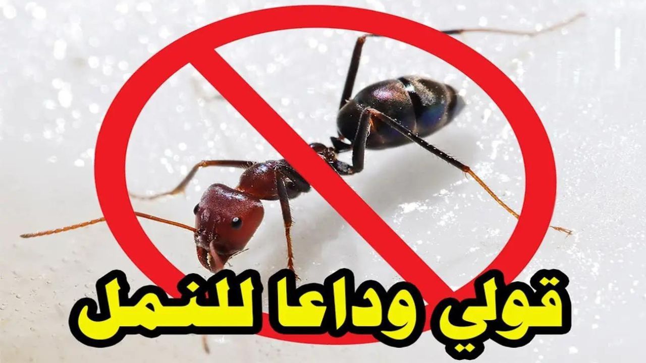 الحل هنا.. طريقة التخلص من النمل في الصيف من غير رجعة وودعي اللدغات 5 الحل هنا.. طريقة التخلص من النمل في الصيف من غير رجعة وودعي اللدغات
