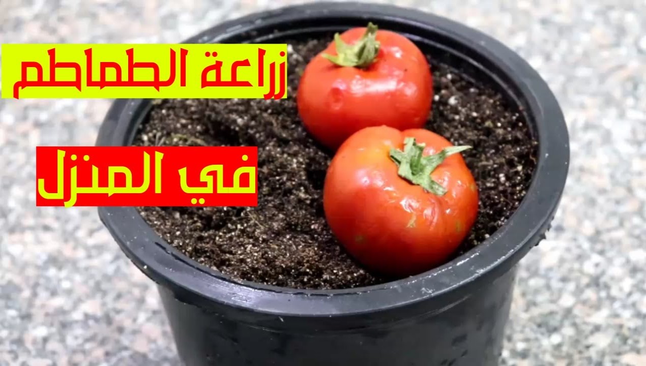 هتقول ياريتني عرفتها من زمان.. طريقة زراعة الطماطم في المنزل 5 هتقول ياريتني عرفتها من زمان.. طريقة زراعة الطماطم في المنزل
