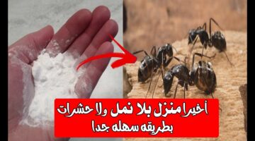 طريقة سحرية للقضاء على النمل