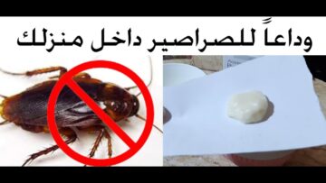 مش هتشوفيهم تاني..طريقة عمل عجينة الصراصير السحرية بمكونات في منزلك بدون مبيدات التخلص من جميع الحشرات لن يعودوا مرة أخرى