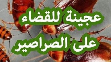 وصفة طبيعية مذهلة لإبادة الصراصير بسهولة وأمان في المطبخ دون استخدام مواد كيميائية ضارة