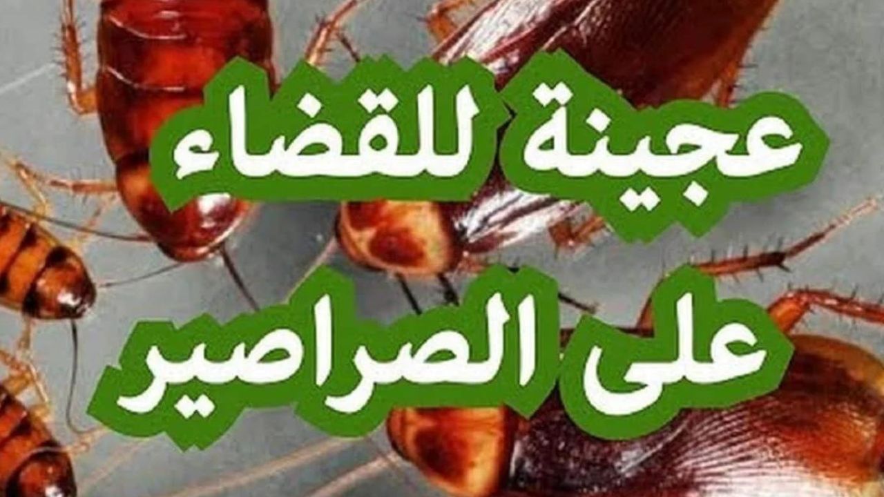 عجينة سحرية للتخلص من الصراصير في المطبخ مش هتلاقي ولا صرصور تحت الحوض أو البوتاجاز