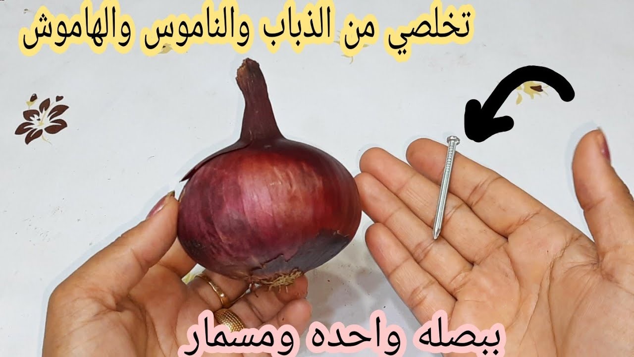 اختراع جنان.. ببصلة ومسمار تخلصي من الحشرات فورا بدون مواد كيماوية هيهربه من بيتك 5 اختراع جنان.. ببصلة ومسمار تخلصي من الحشرات فورا بدون مواد كيماوية هيهربه من بيتك