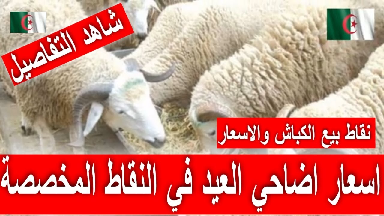 مع اقتراب عيد الاضحى المبارك.. تعرف على نقاط بيع الكباش في الجزائر العاصمة 2024 5 مع اقتراب عيد الاضحى المبارك.. تعرف على نقاط بيع الكباش في الجزائر العاصمة 2024