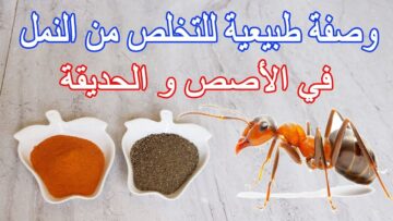 وصفات طبيعية للتخلص من النمل آمنه وغير ضارة جربيها وقولي وداعاً للنمل في البيت