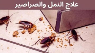 وصفة منزلية للتخلص من النمل والصراصير في يوم واحد ومن غير أي مبيدات حشرية مش هتلاقي ولا حشرة في البيت