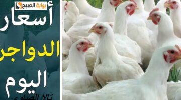 يا بلاش انخفاض حاد في بورصة الدواجن 89 جنيها في سعر كيلو الفراخ اليوم الخميس 13 مايو 2024