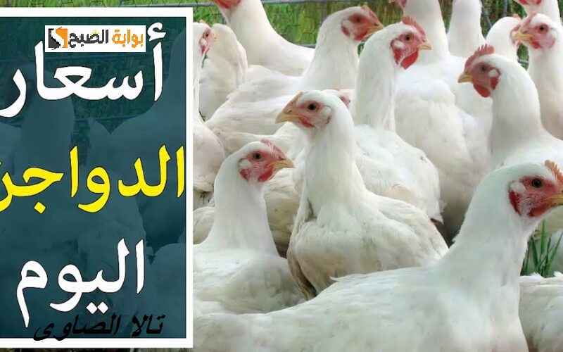 ” يا بلاش انخفاض حاد في بورصة الدواجن” 89 جنيها في سعر كيلو الفراخ اليوم  الخميس 13 مايو 2024