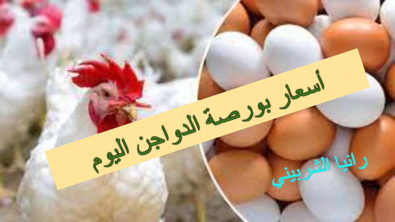 “بكام الفراخ النهارده” أسعار بورصة الدواجن اليوم الخميس 11/7/2024 والبيض في مصر
