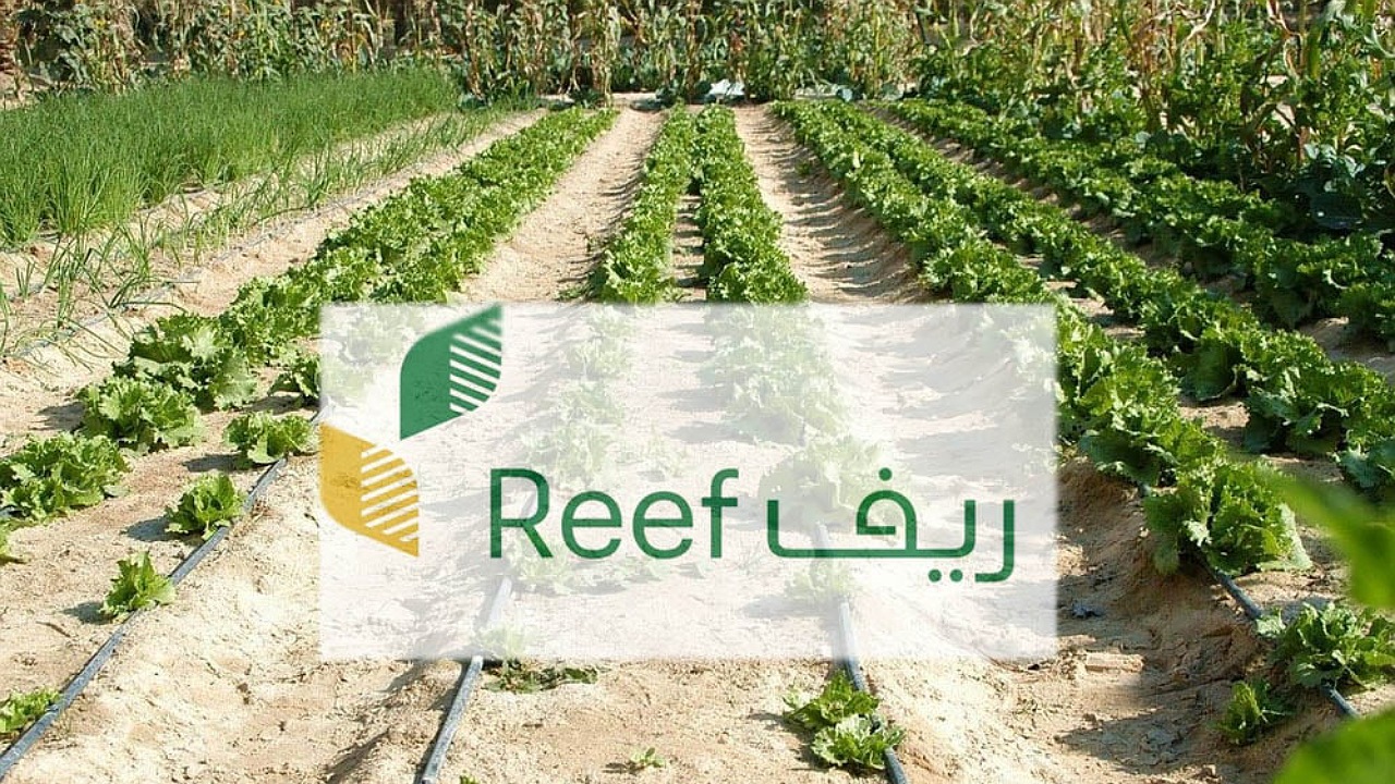 متى ينزل دعم ريف للأسر المنتجة هذا الشهر؟ “وزارة الزراعة” تجيب موضحة أسباب إيقاف الدعم
