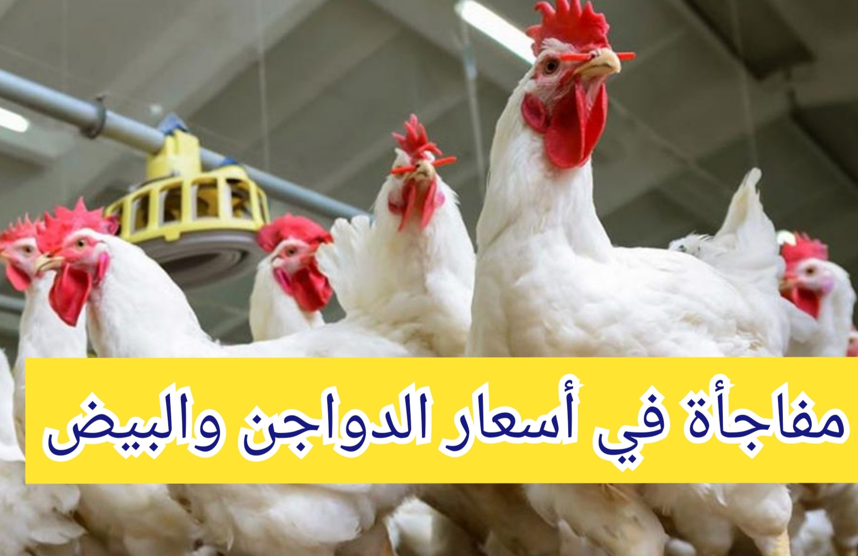 "الحقي خزنيها" انخفاض أسعار الدواجن اليوم الخميس 11 يوليو في الأسواق والبورصة المصرية 2 “الحقي خزنيها” انخفاض أسعار الدواجن اليوم الخميس 11 يوليو في الأسواق والبورصة المصرية