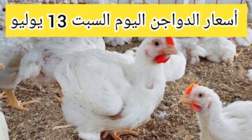 IMG ٢٠٢٤٠٧١٣ ١٤٥٢٥٥