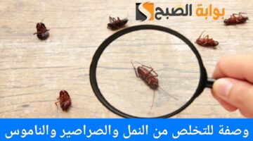 IMG ٢٠٢٤٠٧١٤ ١٩٣٤١٢