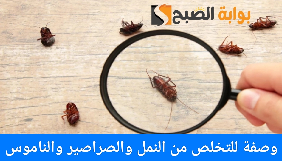 وصفة طبيعية فعالة للتخلص من النمل والصراصير والناموس في المنزل