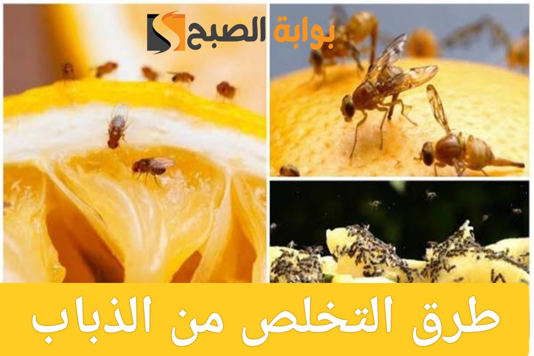 3 طرق للتخلص من الذباب نهائي بدون استخدام مبيدات
