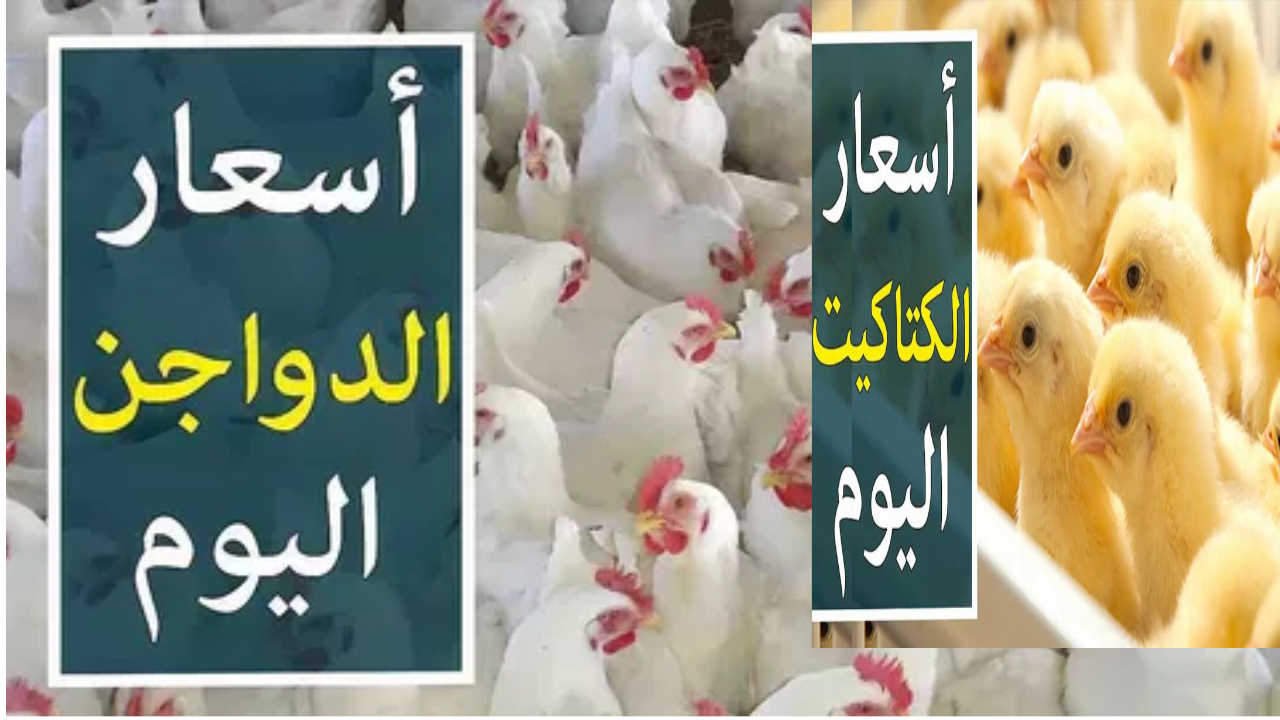 انخفاض سعر الفراخ.. كم سجلت أسعار الدواجن اليوم الاثنين بعد الانخفاض الكبير في سعر الكيلو