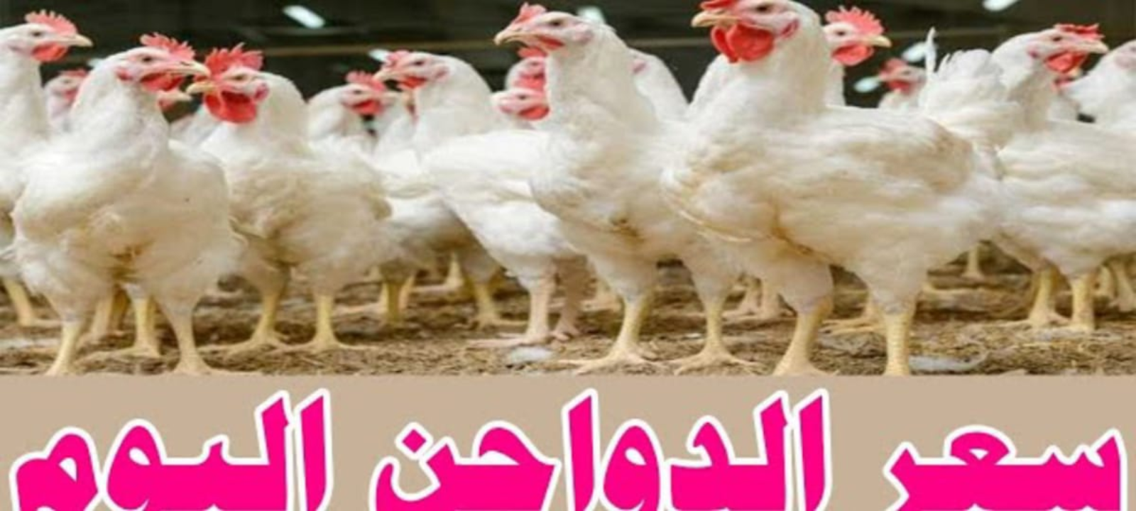 أسعار الدواجن والبيض اليوم الأربعاء 24 يوليو 2024 حسب السوق والبورصة 2 أسعار الدواجن والبيض اليوم الأربعاء 24 يوليو 2024 حسب السوق والبورصة