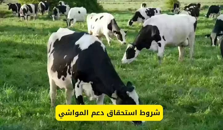 ماهي شروط دعم المواشي الجديدة وفقا لصندوق التنمية الزراعية 1446 كم مبلغ الدعم المستحق؟