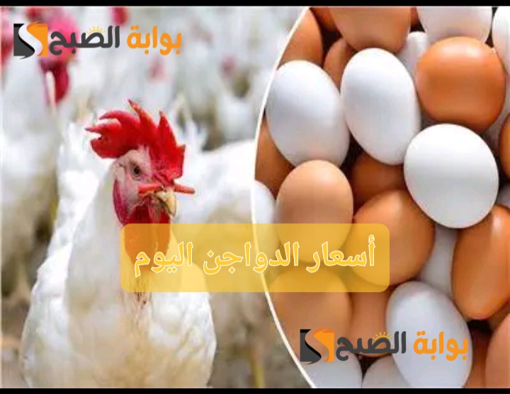 “بشرى سارة للمواطنين”..أسعار الدواجن في مصر اليوم السبت 13 يوليو 2024 