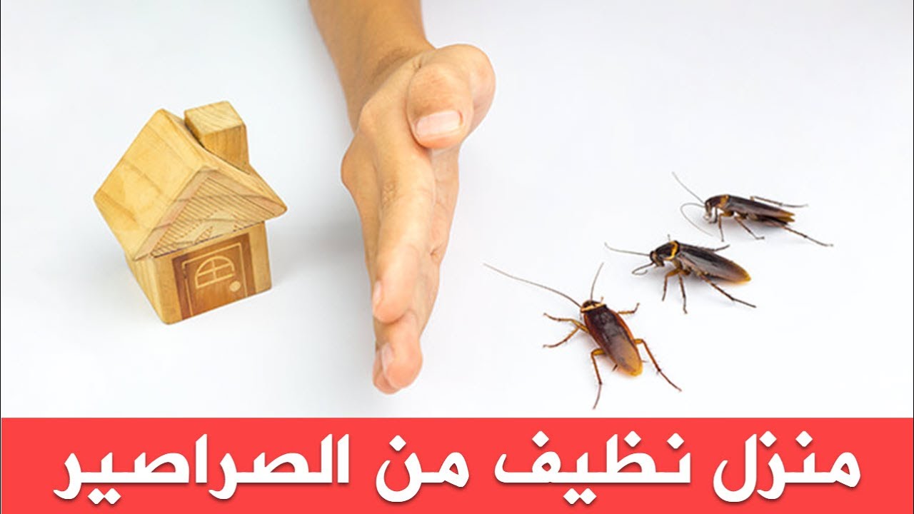 عجينة جهنمية للقضاء على الصراصير والتخلص منها نهائيًا من المنزل وإزاي تطرديها من بيتك 5 عجينة جهنمية للقضاء على الصراصير والتخلص منها نهائيًا من المنزل وإزاي تطرديها من بيتك